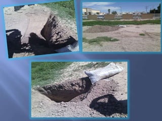 La reforestaciòn en utt