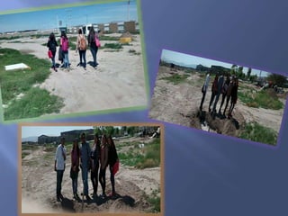 La reforestaciòn en utt