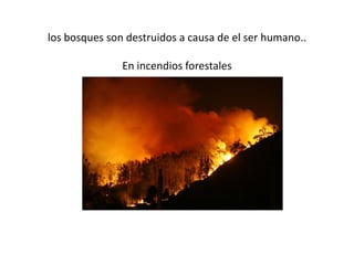 los bosques son destruidos a causa de el ser humano..
En incendios forestales
 