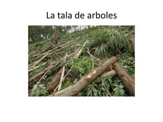 La tala de arboles
 
