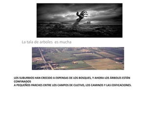LOS SUBURBIOS HAN CRECIDO A EXPENSAS DE LOS BOSQUES, Y AHORA LOS ÁRBOLES ESTÁN
CONFINADOS
A PEQUEÑOS PARCHES ENTRE LOS CAMPOS DE CULTIVO, LOS CAMINOS Y LAS EDIFICACIONES.
La tala de arboles es mucha
 