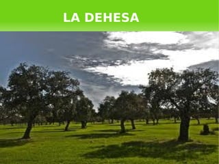    
LA DEHESA
 