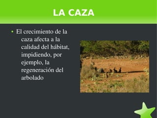    
LA CAZA
● El crecimiento de la 
caza afecta a la 
calidad del hábitat, 
impidiendo, por 
ejemplo, la 
regeneración del...