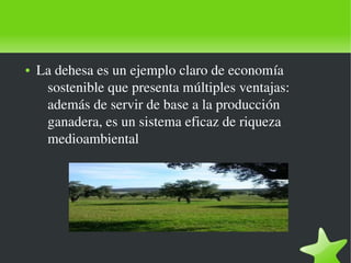    
● La dehesa es un ejemplo claro de economía 
sostenible que presenta múltiples ventajas: 
además de servir de base a l...