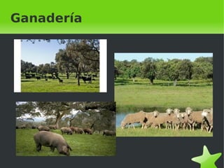    
Ganadería
 