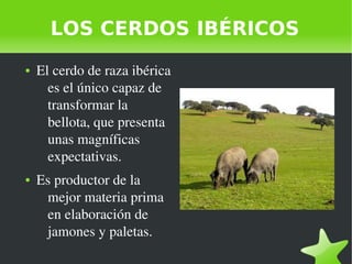    
LOS CERDOS IBÉRICOS
● El cerdo de raza ibérica 
es el único capaz de 
transformar la 
bellota, que presenta 
unas magn...