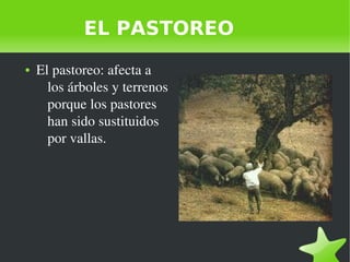    
EL PASTOREO
● El pastoreo: afecta a 
los árboles y terrenos 
porque los pastores 
han sido sustituidos 
por vallas.
 