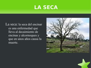    
LA SECA
La seca: la seca del encinar
es una enfermedad que
lleva al decaimiento de
encinas y alcornoques y
que en unos...