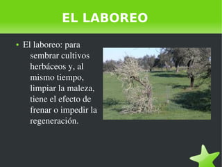    
EL LABOREO
● El laboreo: para 
sembrar cultivos 
herbáceos y, al 
mismo tiempo, 
limpiar la maleza, 
tiene el efecto d...