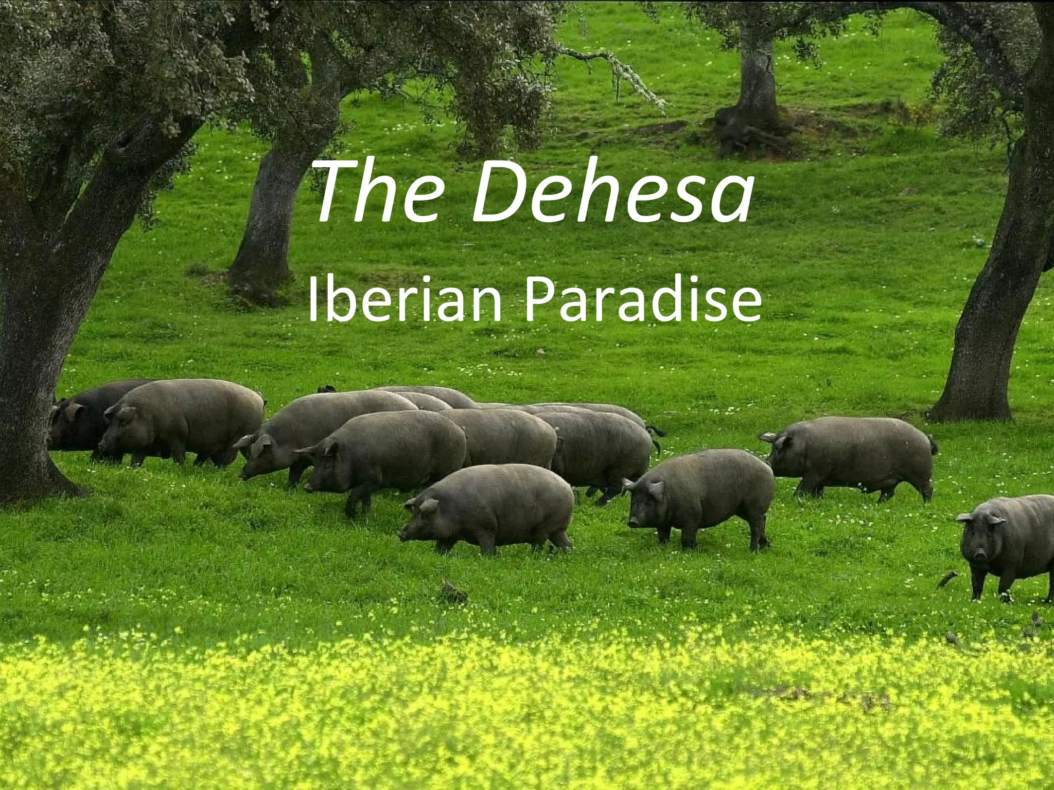 La Dehesa sara hidalgo 3a PPT la-dehesa-sara-hidalgo-3a-ppt