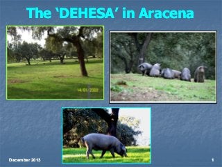 The ‘DEHESA’ in Aracena

December 2013

1

 