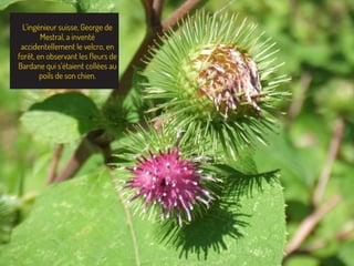L’ingénieur suisse, George de
Mestral, a inventé
accidentellement le velcro, en
forêt, en observant les ﬂeurs de
Bardane qui s’étaient collées au
poils de son chien.
 