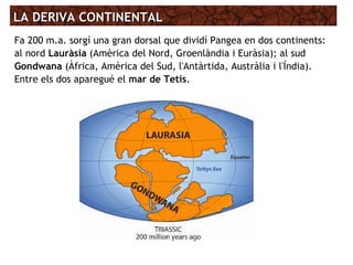 LA DERIVA CONTINENTALLA DERIVA CONTINENTAL
Fa 200 m.a. sorgí una gran dorsal que dividí Pangea en dos continents:
al nord Lauràsia (Amèrica del Nord, Groenlàndia i Euràsia); al sud
Gondwana (Àfrica, Amèrica del Sud, l'Antàrtida, Austràlia i l'Índia).
Entre els dos aparegué el mar de Tetis.
 
