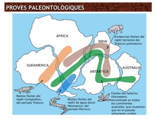 PROVES PALEONTOLÒGIQUESPROVES PALEONTOLÒGIQUES
 