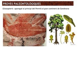 PROVES PALEONTOLÒGIQUESPROVES PALEONTOLÒGIQUES
Glossopteris aparegué al principi del Permià al gran continent de Gondwana
 