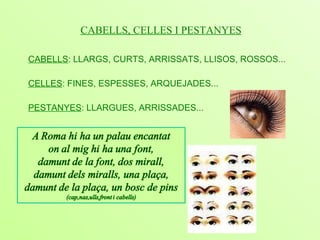 CABELLS, CELLES I PESTANYES CABELLS : LLARGS, CURTS, ARRISSATS, LLISOS, ROSSOS... CELLES : FINES, ESPESSES, ARQUEJADES... PESTANYES : LLARGUES, ARRISSADES... 