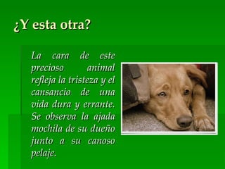 ¿Y esta otra?

  La cara de este
  precioso        animal
  refleja la tristeza y el
  cansancio de una
  vida dura y errante.
  Se observa la ajada
  mochila de su dueño
  junto a su canoso
  pelaje.
 