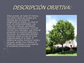 DESCRIPCIÓN OBJETIVA:
Árbol grande, de hasta 40 metros,
con tronco recto de corteza gris
verdosa que se presenta
desgarrada en placas. La copa es
oval, de ramas extendidas. Las
hojas son caducas, palmeadas,
coriáceas y pubescentes, con tres
nervios muy marcados. Las flores se
presentan en amentos esféricos y
los frutos, en cabezuelas también
esféricas. Cada uno de los frutos
presenta pelos en la base. El
plátano se cultiva mucho en calles y
parques, siendo muy habitual en
todas las ciudades ya que soporta
el ambiente contaminado.
►
 