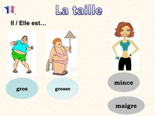 grosse
Il / Elle est…Il / Elle est…
gros
mince
maigre