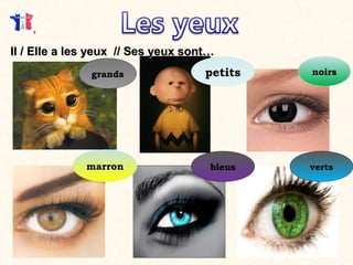 Il / Elle a les yeux // Ses yeux sont…Il / Elle a les yeux // Ses yeux sont…
noirspetitsgrands
marron bleus verts