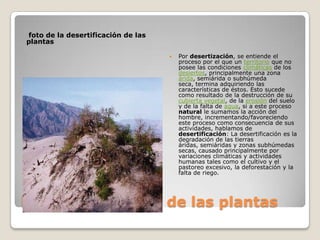 La desertificación de las plantas foto de la desertificación de las plantas Por desertización, se entiende el proceso por el que un territorio que no posee las condiciones climáticas de los desiertos, principalmente una zona árida, semiárida o subhúmeda seca, termina adquiriendo las características de éstos. Esto sucede como resultado de la destrucción de su cubierta vegetal, de la erosión del suelo y de la falta de agua, si a este proceso natural le sumamos la acción del hombre, incrementando/favoreciendo este proceso como consecuencia de sus actividades, hablamos de desertificación: La desertificación es la degradación de las tierras áridas, semiáridas y zonas subhúmedas secas, causado principalmente por variaciones climáticas y actividades humanas tales como el cultivo y el pastoreo excesivo, la deforestación y la falta de riego.