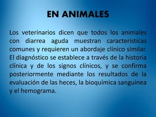 EN ANIMALES 
Los veterinarios dicen que todos los animales 
con diarrea aguda muestran características 
comunes y requieren un abordaje clínico similar. 
El diagnóstico se establece a través de la historia 
clínica y de los signos clínicos, y se confirma 
posteriormente mediante los resultados de la 
evaluación de las heces, la bioquímica sanguínea 
y el hemograma. 
 