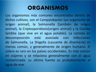 ORGANISMOS 
Los organismos más comunes encontrados dentro de 
dichos cultivos, son el Campylobacter (un organismo de 
origen animal), la Salmonella (también de origen 
animal), la Criptosporidiosis(origen animal) y la Giardia 
lamblia (que vive en el agua potable). La comida en 
descomposición está asociada con infecciones 
de Salmonella. La Shigella (causante de disentería) es 
menos común, y generalmente de origen humano. El 
cólera es raro en los países occidentales. Es más común 
en viajeros y se relaciona generalmente con el agua 
contaminada: su última fuente es probablemente el 
agua de mar. 
 