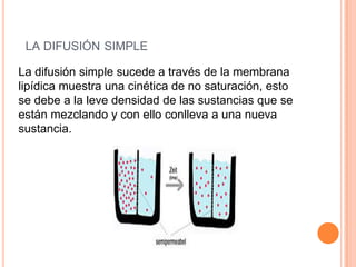  la difusión simpleLa difusión simple sucede a través de la membrana lipídica muestra una cinética de no saturación, esto se debe a la leve densidad de las sustancias que se están mezclando y con ello conlleva a una nueva sustancia.