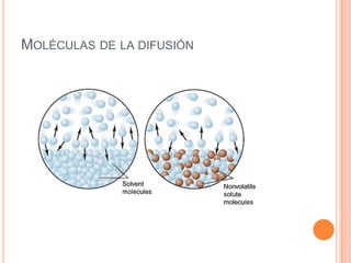 Moléculas de la difusión 