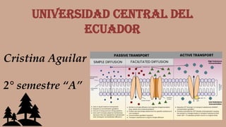 UNIVERSIDAD CENTRAL DEL
ECUADOR
Cristina Aguilar
2° semestre “A”
 
