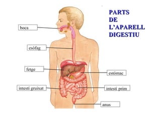 PARTS  DE  L’APARELL DIGESTIU boca esòfag intestí   prim intestí gruixat fetge estómac anus 