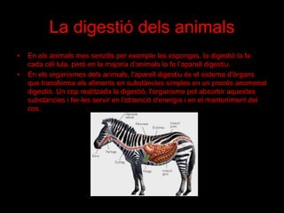 La digestió dels animals
• En els animals mes senzills per exemple les esponges, la digestió la fa
cada cèl·lula, però en la majoria d’animals la fa l’aparell digestiu.
• En els organismes dels animals, l'aparell digestiu és el sistema d'òrgans
que transforma els aliments en substàncies simples en un procés anomenat
digestió. Un cop realitzada la digestió, l'organisme pot absorbir aquestes
substàncies i fer-les servir en l'obtenció d'energia i en el manteniment del
cos.
 