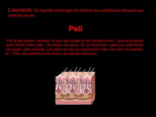 Pell
·Per la pell podem expulsar la suor que també és de l'aparell urinari . Que es produeix
quant tenim molta calor i és dilaten els porus. És un líquid clar i salat que està format
per aigua i sals minerals. Les parts del cos que produeixen més suor són: les aixelles,
el front, els palmells de les mans i les plantes dels peus.
L’excreció: és l'aparell encarregat de eliminar les substàncies tòxiques que
produeix el cos.
 