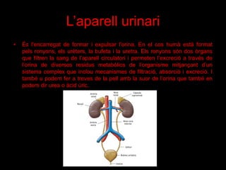 L’aparell urinari
• És l'encarregat de formar i expulsar l'orina. En el cos humà està format
pels ronyons, els urèters, la bufeta i la uretra. Els ronyons són dos òrgans
que filtren la sang de l’aparell circulatori i permeten l’excreció a través de
l’orina de diversos residus metabòlics de l’organisme mitjançant d’un
sistema complex que inclou mecanismes de filtració, absorció i excreció. I
també u podem fer a treves de la pell amb la suor de l’orina que també en
podem dir urea o àcid úric.
 