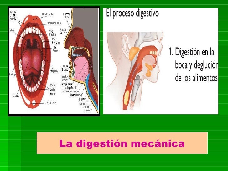 Donde Se Inicia La Digestion Mecanica