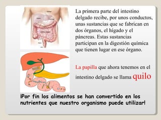 La primera parte del intestino delgado recibe, por unos conductos, unas sustancias que se fabrican en dos órganos, el hígado y el páncreas. Estas sustancias participan en la digestión química que tienen lugar en ese órgano. ¡Por fin los alimentos se han convertido en los nutrientes que nuestro organismo puede utilizar! La papilla  que ahora tenemos en el intestino delgado se llama  quilo 