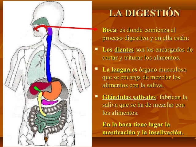 La digestion