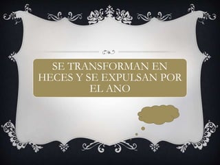 SE TRANSFORMAN EN
HECES Y SE EXPULSAN POR
EL ANO
 
