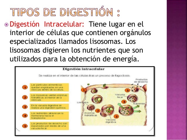 La digestion en los animales