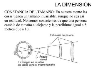 LA DIMENSIÓN
CONSTANCIA DEL TAMAÑO: En nuestra mente las
cosas tienen un tamaño invariable, aunque no sea así
en realidad. No somos conscientes de que una persona
cambia de tamaño al alejarse y la percibimos igual a 5
metros que a 10.
 