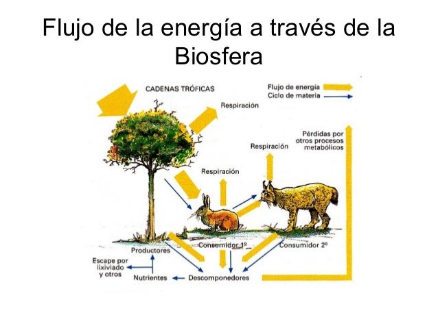 La dinámica de los ecosistemas