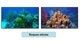 Roques silícies
 
