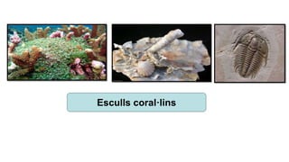 Esculls coral·lins
 