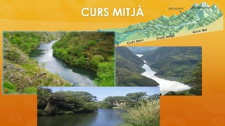 CURS MITJÀ
 
