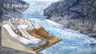 Llengua Circ
Morrena de fons
Morrena lateral
Morrenafrontal
Morrena central
Front
 