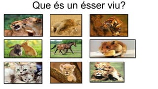 Que és un ésser viu?
 