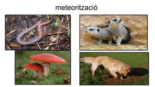 meteorització
 