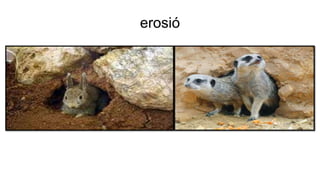 erosió
 