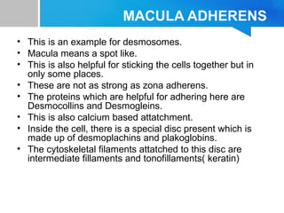 MACULA ADHERENS
• This is an example for desmosomes.
• Macula means a spot like.
• This is also helpful for sticking the cells together but in
only some places.
• These are not as strong as zona adherens.
• The proteins which are helpful for adhering here are
Desmocollins and Desmogleins.
• This is also calcium based attatchment.
• Inside the cell, there is a special disc present which is
made up of desmoplachins and plakoglobins.
• The cytoskeletal filaments attatched to this disc are
intermediate fillaments and tonofillaments( keratin)
 