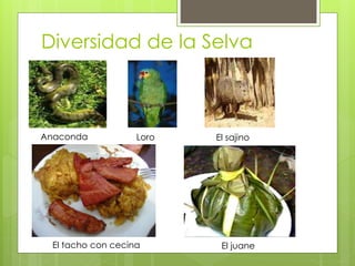 Diversidad de la Selva
Anaconda Loro El sajino
El tacho con cecina El juane
 